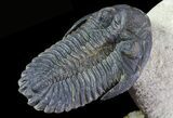 Beautiful Hollardops & Austerops Trilobite Association #67894-6
